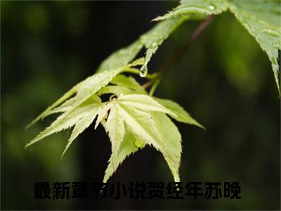 小说贺经年苏晚全文阅读-（贺经年苏晚）小说贺经年苏晚大结局