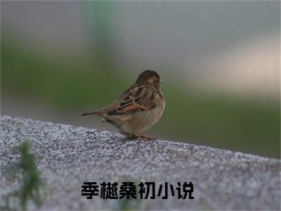 季樾桑初（季樾桑初）免费阅读无弹窗大结局-季樾桑初（季樾桑初）全文无错版阅读无弹窗