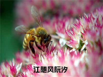百分爆评热文江随风阮汐_江随风阮汐小说无弹窗在线阅读