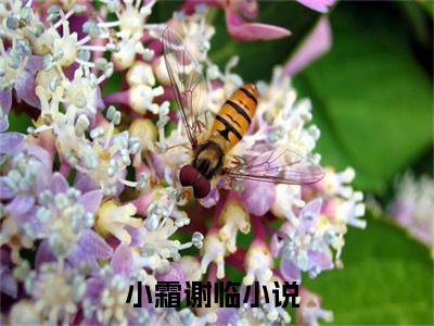 小霜谢临（小霜谢临）小说全文免费阅读无弹窗-小霜谢临小说全文免费阅读大结局笔趣阁
