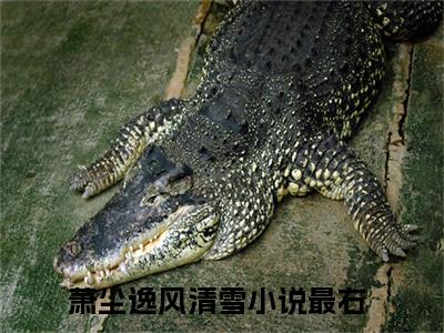萧尘逸风清雪抖音新书热门热荐- 萧尘逸风清雪小说在线观看