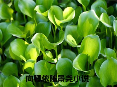 向卿依陈景尧（向卿依陈景尧小说）在线阅读全文_向卿依陈景尧小说免费阅读完结版全文（向卿依陈景尧）