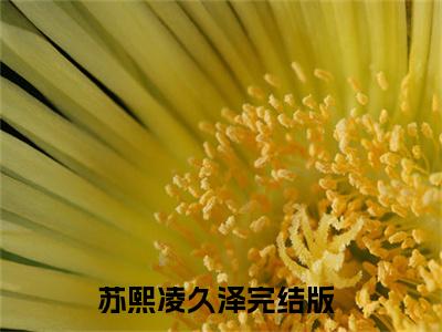 苏熙凌久泽小说-《婚后心动：凌总追妻有点甜》完整章节阅读无弹窗免费阅读大结局