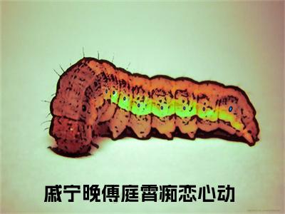 戚宁晚傅庭霄全文免费阅读_戚宁晚傅庭霄（痴恋心动免费阅读无弹窗）痴恋心动最新章节在线阅读笔趣阁