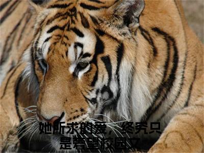 顾念念厉璟辰(她所求的爱，终究只是奢望)小说免费下载全本-顾念念厉璟辰（她所求的爱，终究只是奢望完整版）免费阅读无弹窗（顾念念厉璟辰）