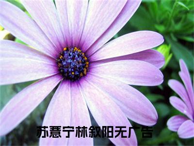 苏薏宁林叙阳（苏薏宁林叙阳）小说全文免费阅读正版无弹窗 苏薏宁林叙阳全文无弹窗阅读
