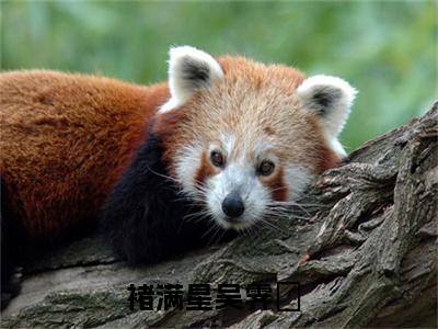 褚满星吴霁焜（褚满星吴霁焜）最新完结免费阅读-（褚满星吴霁焜）悬疑小说在线阅读
