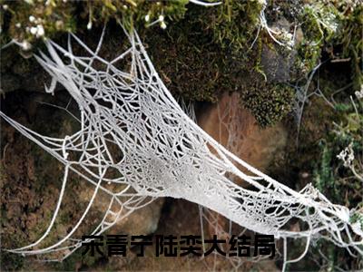 快穿：我靠生子系统宠冠后宫（宋青宁陆奕）全文免费阅读无弹窗大结局_快穿：我靠生子系统宠冠后宫全文免费阅读无弹窗最新章节列表笔趣阁（宋青宁陆奕）