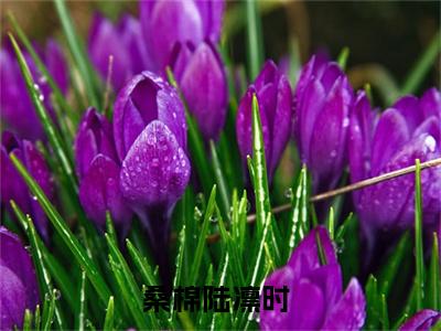 高赞小说桑棉陆凛时（桑棉陆凛时小说免费阅读）完结阅读_桑棉陆凛时全文免费阅读最新章节大结局
