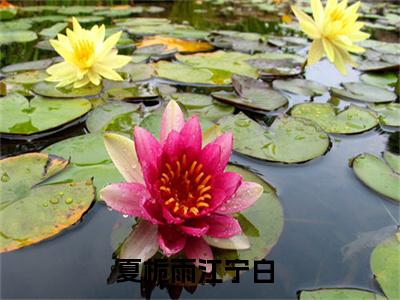 夏栀雨江宁白笔趣阁免费小说_夏栀雨江宁白笔趣阁全文阅读