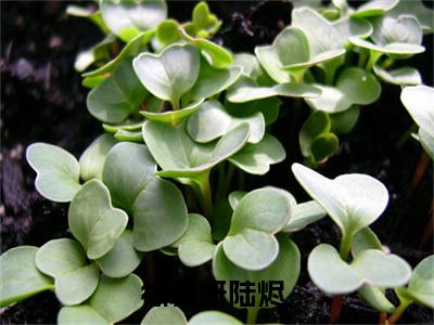 徐慕妍陆烬全文免费阅读_徐慕妍陆烬最新小说_笔趣阁