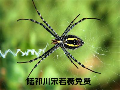 （陆祁川宋若薇）抖音陆祁川宋若薇小说阅读完结版-陆祁川宋若薇小说全文免费阅读