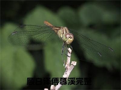 顾白泽傅慕溪（顾白泽傅慕溪）全文免费阅读-小说顾白泽傅慕溪最新章节阅读笔趣阁
