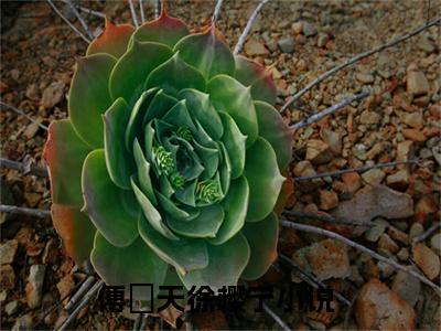 傅璟天徐樱宁（傅璟天徐樱宁）抖音热推小说全集无删减，傅璟天徐樱宁完整章节阅读