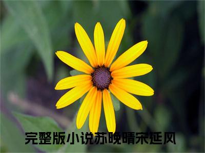 苏晚晴宋延风全文免费阅读-（苏晚晴宋延风）小说全文免费阅读正版无弹窗