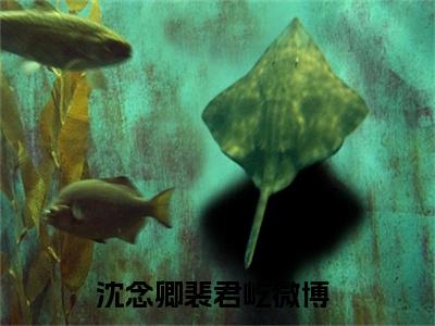 沈念卿裴君屹在线阅读全文免费阅读无弹窗大结局_沈念卿裴君屹最新章节列表_笔趣阁