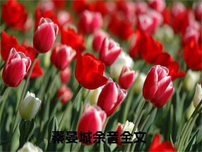 秦晏城余音小说(秦晏城余音)全文免费秦晏城余音阅读无弹窗大结局