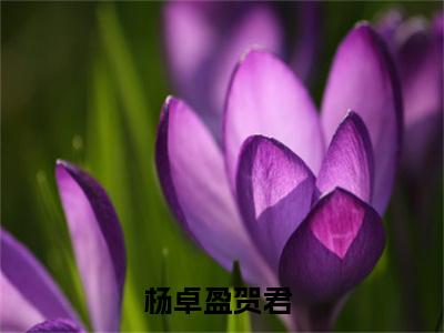 杨卓盈贺君在哪看无弹窗全文