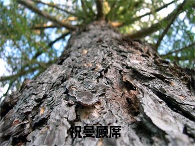 热吻玫瑰会上瘾祝曼顾席免费小说-祝曼顾席（热吻玫瑰会上瘾）已更新最新章节