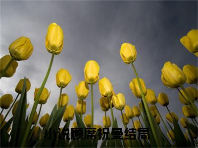 顾席祝曼是哪部小说的主角，热吻玫瑰会上瘾免费阅读全文大结局