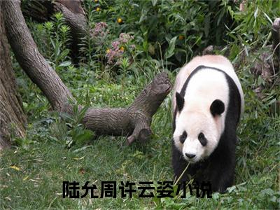 陆允周许云姿知乎最新章节-陆允周许云姿全文在线阅读无弹窗