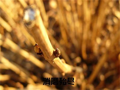 消磨殆尽晏思微景澜完整版最新小说大结局，消磨殆尽免费完结版