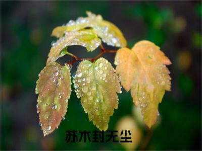 《苏木封无尘完整小说》苏木封无尘完结版全章节阅读