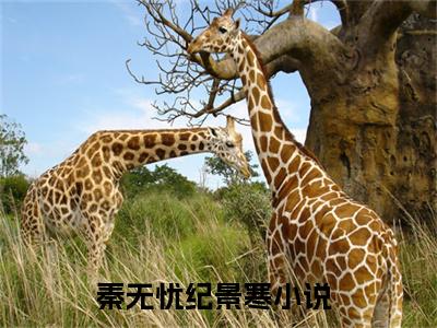 秦无忧纪景寒（秦无忧纪景寒）全文免费阅读无弹窗大结局_秦无忧纪景寒最新章节列表_笔趣阁无删减