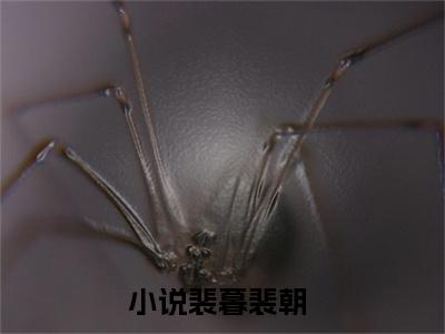 裴暮裴朝(裴暮裴朝)全文免费阅读无弹窗大结局_裴暮裴朝章节列表