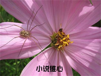锥心(傅寒璟沈南烟)全文免费阅读无弹窗大结局_(锥心)傅寒璟沈南烟小说在线阅读无删减