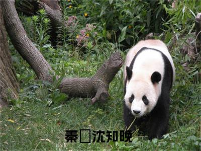 （秦祤沈知晚小说）秦祤沈知晚小说免费最新章节列表_笔趣阁（秦祤沈知晚小说）