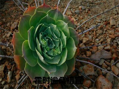 霍时逾桑初宜小说全文免费阅读，霍时逾桑初宜最新章节