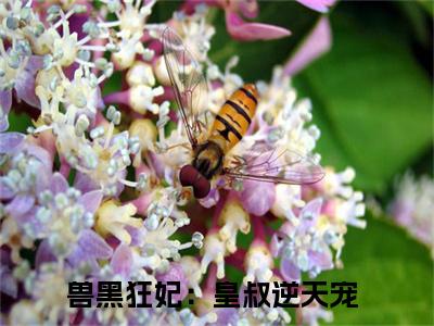 慕无双小说全文在线赏析 兽黑狂妃：皇叔逆天宠小说免费阅读全文大结局