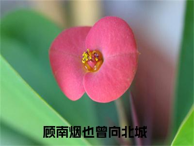 顾南烟陆北城（顾南烟也曾向北城小说）在线阅读全文-顾南烟也曾向北城小说免费阅读完结版全文