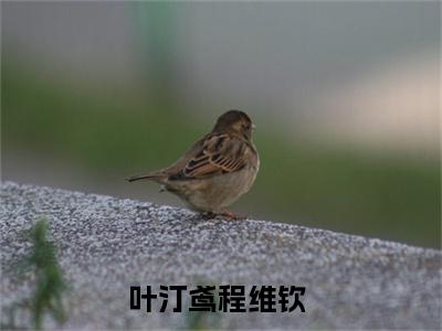 抖音新书热荐小说（叶汀鸢程维钦）主角是（叶汀鸢程维钦）小说免费阅读小说无弹窗阅读_笔趣阁