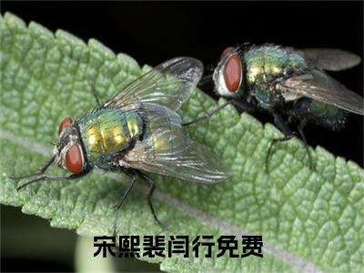 满分小说（宋熙裴闫行）全文免费阅读 宋熙裴闫行言情小说讲的是什么