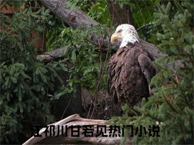 江祁川甘若见免费阅读无广告 （江祁川甘若见大结局免费阅读）江祁川甘若见是啥小说