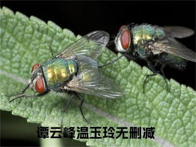 谭云峰温玉玲（谭云峰温玉玲）精彩热门小说无弹窗-谭云峰温玉玲全文免费阅读