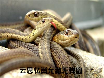 云思忆肖允澈小说免费阅读-云思忆肖允澈无广告全文阅读