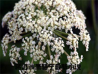 蒋泊洲萧骆宁（蒋泊洲萧骆宁）小说全文免费阅读无弹窗_（蒋泊洲萧骆宁）蒋泊洲萧骆宁小说全文免费阅读最新章节列表笔趣阁（蒋泊洲萧骆宁）