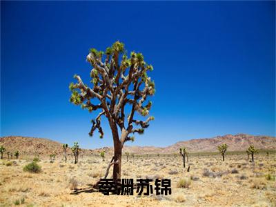 季渊苏锦精彩章节在线阅读,季渊苏锦小说全文最新章节列表