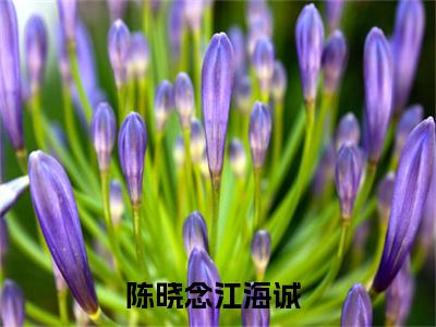 陈晓念江海诚的小说（陈晓念江海诚）全文免费阅读