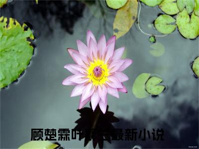 顾楚霖叶襄兰小说大结局免费阅读（顾楚霖叶襄兰）-完结版顾楚霖叶襄兰小说推荐