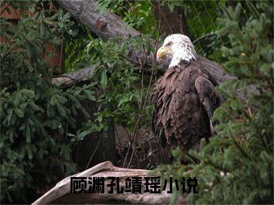 顾渊孔靖瑶精彩章节在线阅读_顾渊孔靖瑶免费观看（顾渊孔靖瑶）完结版_笔趣阁