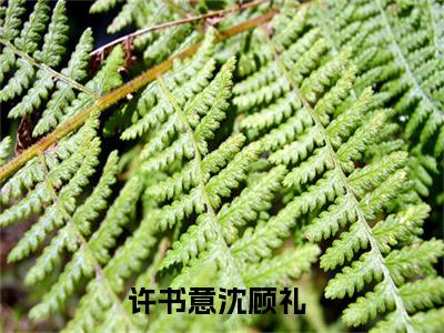 许书意沈顾礼最新章节（许书意沈顾礼）全文免费阅读无弹窗大结局_许书意沈顾礼全文免费阅读