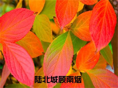 2023好看的小说阅读-陆北城顾南烟（陆北城顾南烟）小说已更新今天