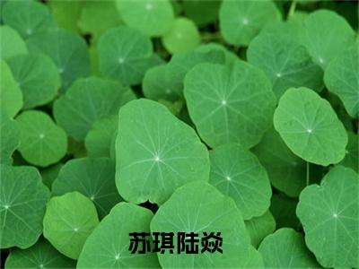 苏琪陆焱全集完整版大结局-苏琪陆焱小说在线赏析