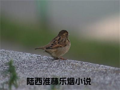 陆西淮林乐烟免费小说 陆西淮林乐烟全文无弹窗完整版阅读