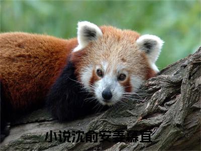 高赞小说（沈俞安姜慕宜小说免费阅读）完结阅读_沈俞安姜慕宜全文免费阅读最新章节大结局