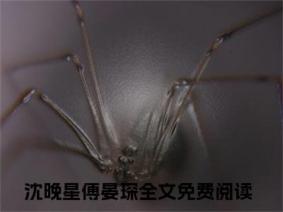 沈晚星傅晏琛全文免费阅读-主角为沈晚星傅晏琛的小说
